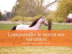 Comprendre Le Trot Et Ses Variantes Dressage Et Quilibre