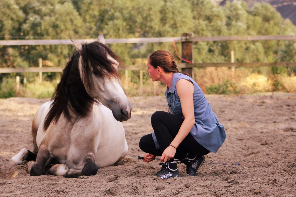 cheval couché