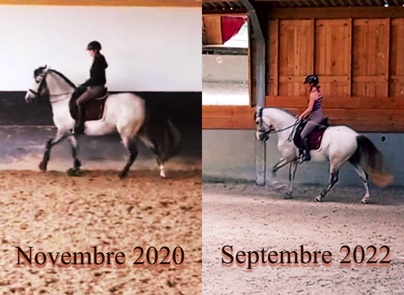 Comparaison cheval Novembre 2020 vs Septembre 2022