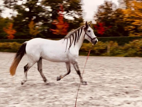 Cheval à la longe