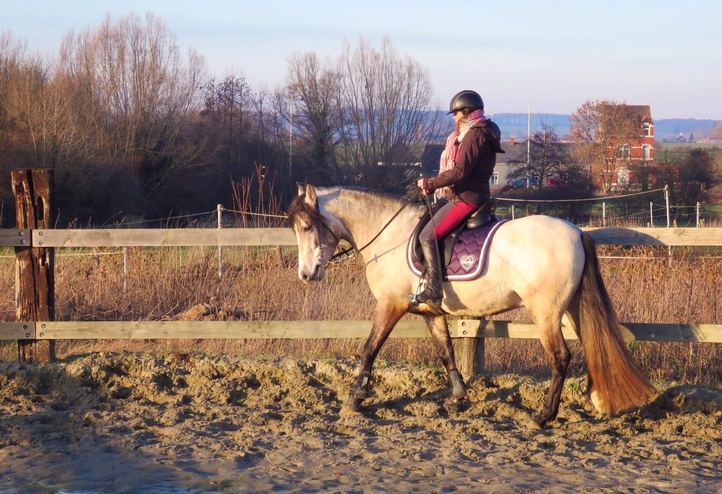 Débourrage d'un cheval