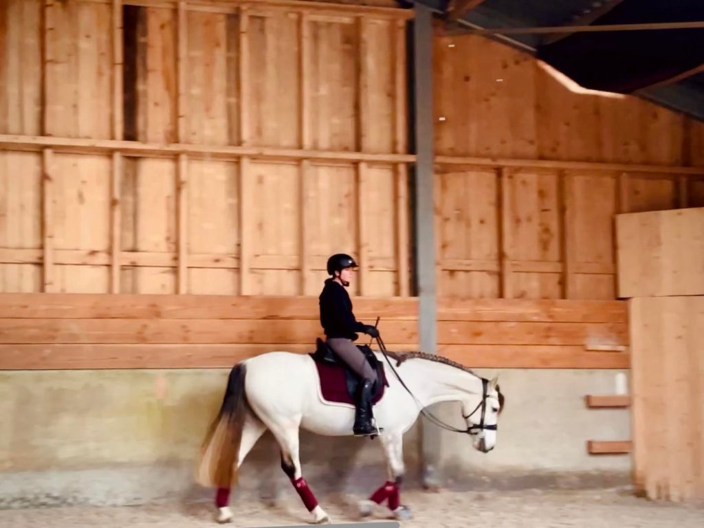 Cheval au pas rênes longues