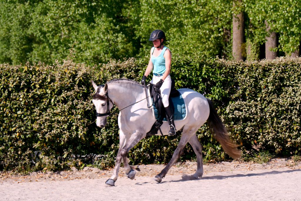 cheval blanc monté