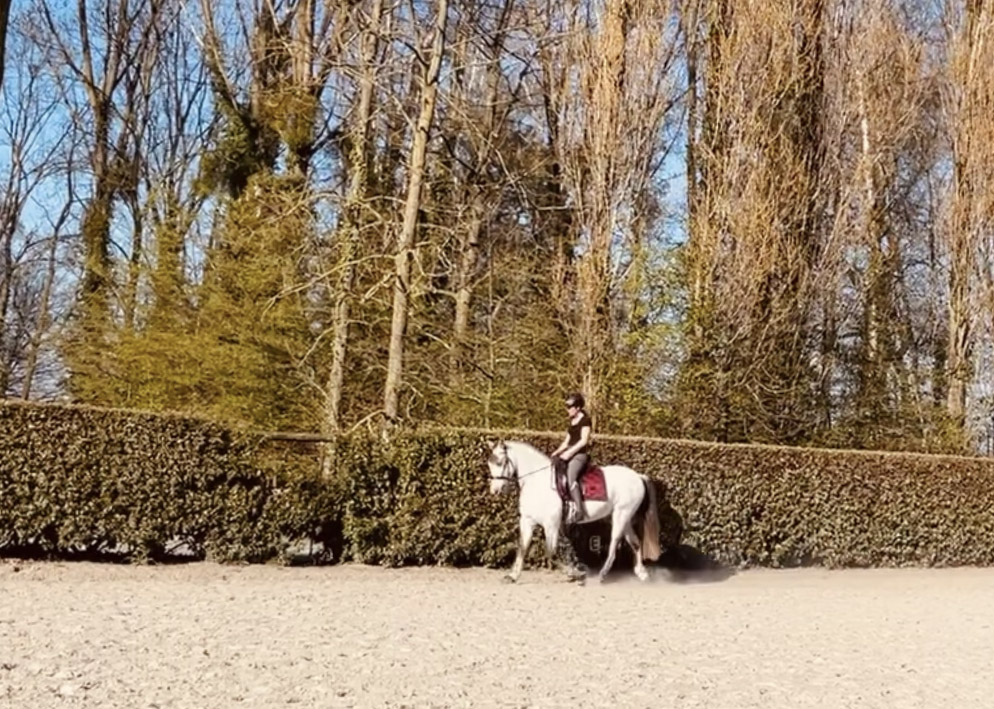 Cheval blanc au trot