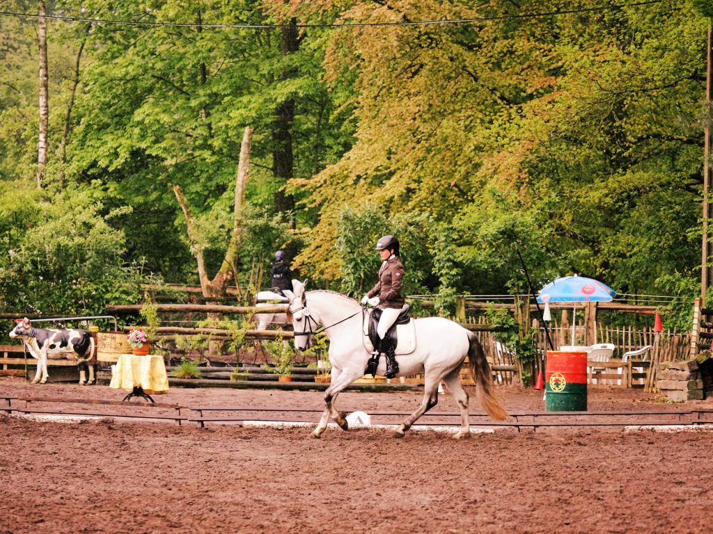 Cheval de dressage en concours d'équitation