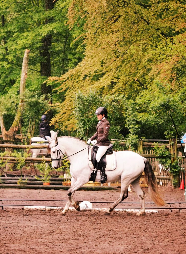 cheval blanc en équitation de travail, épreuve de dressage