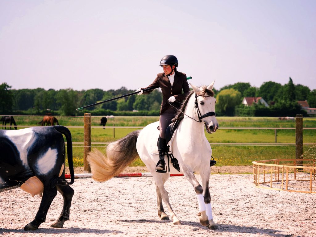 cheval pure race espagnol blanc en équitation de travail