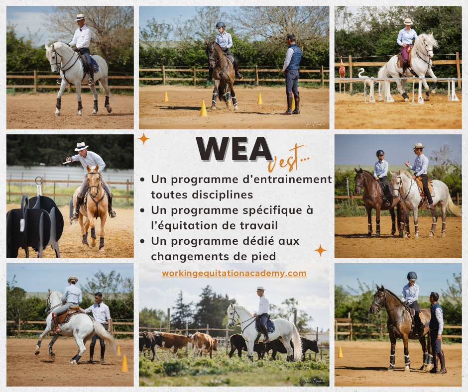 working equitation academy, hervé maurel